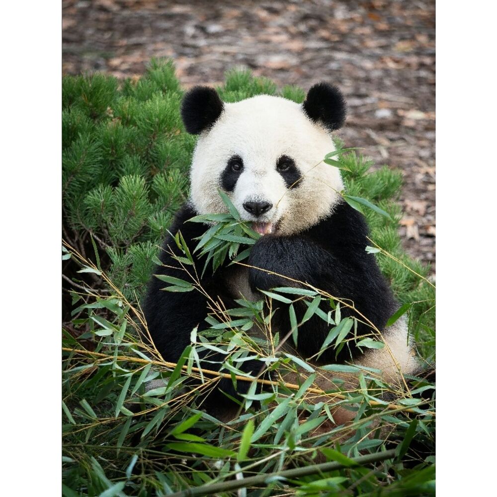 Large Custom Fridge Magnet Panda Bear Home Kitchen Decor